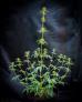 Click for 4 image(s) for this accession. PLANT